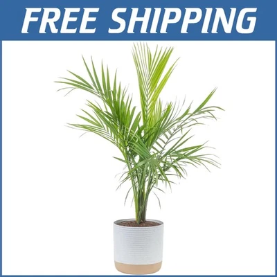 Elegante planta de palma majestuosa 3-4 pies - regalo perfecto para amantes de las plantas y decoración del hogar Foto 1 de 4