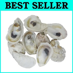 Eco-Friendly Oyster Shells (2-3 Inches) - 50 Unique Pieces for Décor and Crafts - Picture 1 of 3