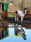 Foto 6x4 Reflexionen auf einem Pferdefeld Selkirk Eine Zeit längerer Regen c2012