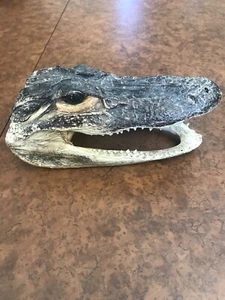 Baby Alligator Head/Taxidermy - Picture 1 of 5