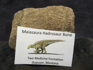 Dinosaur Bone Maiasaura Hadrosaur Bone Two Medicine Formation - Picture 1 of 8
