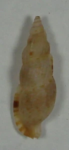 TRITONOHARPA ANTIQUATA 22,68mm BELLISSIMO RARO ESEMPLARE Aliguay Is., Filippine - Foto 1 di 2