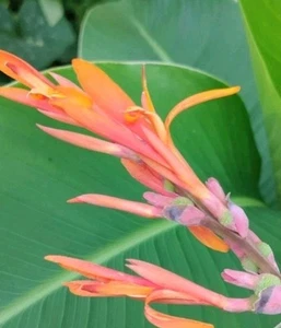 Orange Canna Lilly Bulbs (3 Count) Bulbos De Coyoles Anaranjados (3) - Picture 1 of 4