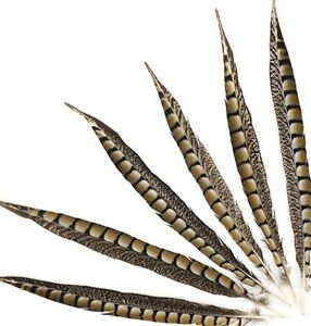 10 Pcs LADY AMHERST PHEASANT Feathers 10-16" Craft/Pads/Halloween/Hats/Costume