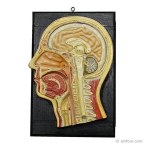 Antique Teaching Aid - Median Incision of the Human Head, ca. 1920 - Picture 1 of 6