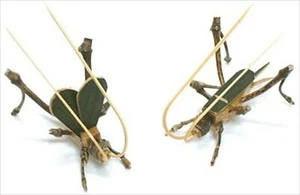 Artesanía tradicional japonesa bambú-trabajo insecto campana-anillo cricket macho hembra conjunto - Imagen 1 de 4