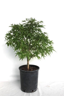 Dwarf Japanese Green Maple 'Sharp's Pygmy' Pre-Bonsai Tree - 1 Gallon - Image 1 of 2