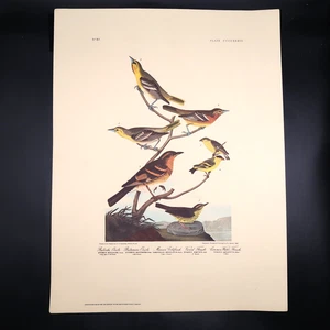 JJ Audubon Oriole Goldfink Drossel Vogel Druck 12 x 16 Milwaukee öffentliche Bibliothek - Bild 1 von 7
