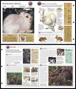Fold-Out Sheet - Snowshoe Hare - 234 - Picture 1 of 1