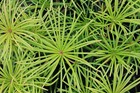 Sciadopitys verticillata Umbrella Pine 19cm Pot Max postage charge £5.90 See des