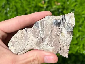 RARE Fossil Sauropod Jaw with Teeth Madagascar Dinosaur Bones Jurassic Age - Picture 1 of 10