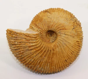 Ammonit, Macrocephalites sp., Jura, Callov, Chrzanów, Polen -f929 - Bild 1 von 8
