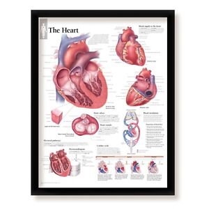 Heart, Wall Decor Poster and Frame, Educational Art for Classrooms and Offices