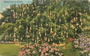 Postal Mango Tree Florida FL - Imagen 1 de 2