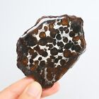 50G Sericho Meteorite Pallastie Meteorite Slice From Kenya R1538