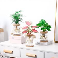Pots de plantes transparents respirants pour culture florale hydroponique (lot d