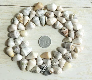 cones shell Hebrew cones from japan Okinawa shell 1.5cm to less than 2 cm - Picture 1 of 20