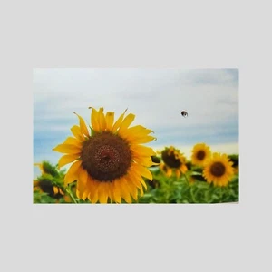 Sunflower Bumble Bee Art Print 6x4 - Picture 1 of 1