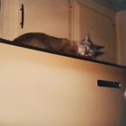 Vintage Polaroid Photo Cute Cat On Top Refrigerator Funny Pet Found Art Snapshot