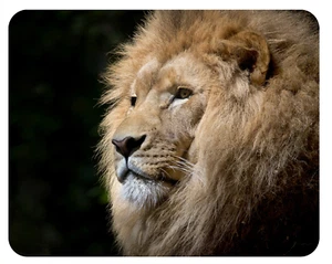 Mousepad Löwe 24x19 Afrika König Tier Steppe Lion Tiger Mauspad Unterlage - Bild 1 von 2