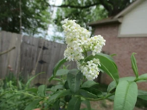 Primrose French Lilac Syringa First Yellow Lilac 6-8" L 5 Cuttings Hummingbirds! - Picture 1 of 2