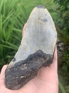 Fossil Megalodon Shark Tooth Fragment 23-3.6Million Years Old USA S. Carolina - Picture 1 of 9