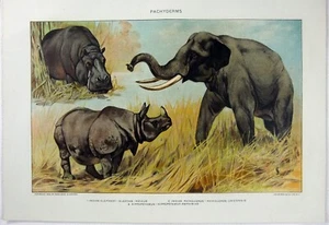 Pachyderms: Original 1902 Chromo-Lithograph by Julius Bien. Elephant Rhino Hippo - Picture 1 of 2