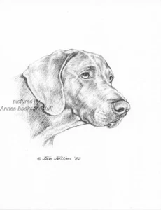 #310 WEIMARANER portrait  *dog  art print * Pen and ink drawing * Jan Jellins - Picture 1 of 1