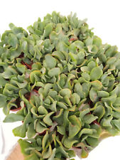 Crassula Arborescente Undulatifolia Blue Bird 6 CM Apross Pianta Con Radice