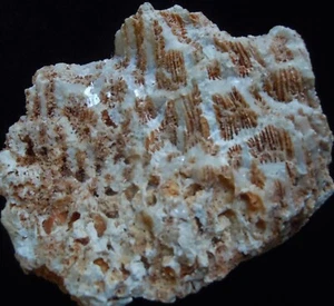 FÓSIL DE CORAL (CA59/1) NUEVO DESCUBRIMIENTO Bohol, Filipinas - Imagen 1 de 7