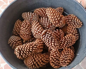 25 x GROSSE GEORGIA TANNENZAPFEN ✅ HANDVERLESEN PERFEKTE ZAPFEN! ✅ SCHNELLER VERSAND - Bild 1 von 3