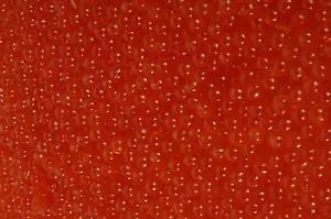 500g (1Kg/196€) Caviale di Salmone Keta Selvatico Fresco 2x250g (Caviale di Salmone 500gr) - Foto 1 di 2