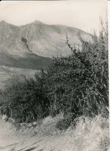 PEROU c. 1950 - Paysage Les Andes - NV 5474 - Imagen 1 de 2
