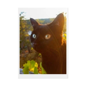 24"x34" Cat Lover Rolled Posters, Black Cat Wall Art Print Cat Decor Pet Lover  - Picture 1 of 5