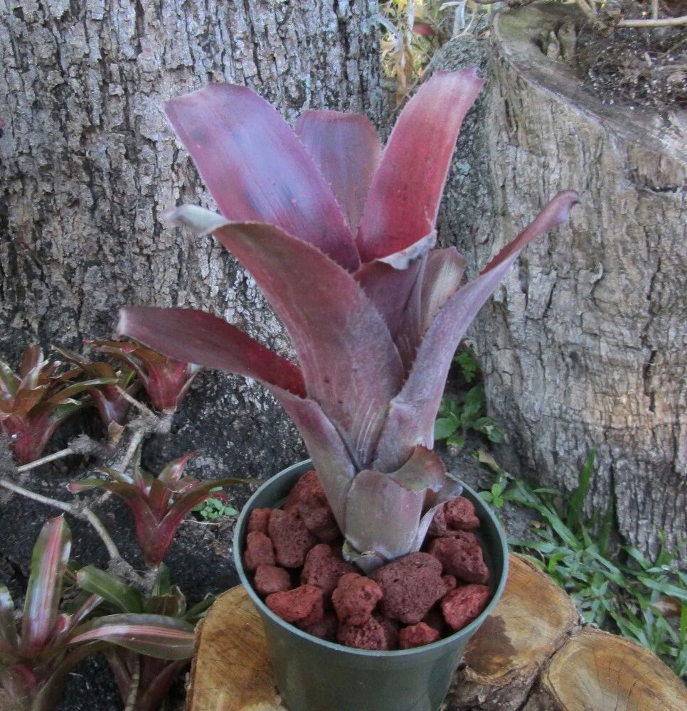 Billbergia Don's Blest ② Billbergia Don's Blest ② Billbergia Don Beadle #1373 - Bird Rock