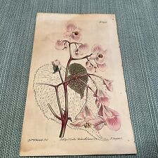 Curtis Botanical Magazine 1812 Syd. Edwards hand colored Two colored begonia