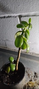 Glücksbaum Dickblatt Geldbaum Crassula Ocata zimmer pflanze Ableger 20 cm groß - Bild 1 von 5