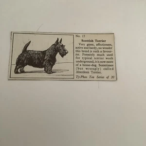1955 Typhoo Tea Popular Breeds Of Dogs - #17 Scottish Terrier UU - Picture 1 of 1
