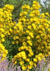Live plant erosion control outdoor privacy Maximillian Sunflower Bulb Root - Picture 1 of 4