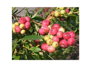 PINKBERRY- extra rare PINK bleberry variety -1 plant - Picture 1 of 2