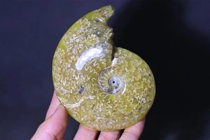 250g Natural Ammonite Fossil Conch Reiki mineral Specimen crystal Heal Decor 198 - Picture 1 of 10