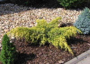 ( 1 ) - Gold Lace Spreading Juniper - Starter Plant ( 7m ) ( 1 live plant ) - Picture 1 of 4