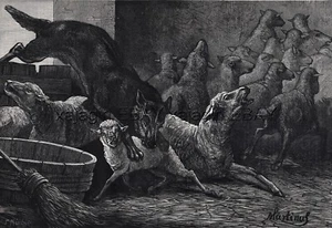 Wolf Attacks Sheep When Livestock Guardian Dog Gone, impresión antigua grande de la década de 1870 - Imagen 1 de 3