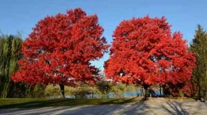 30 Chinese Pistachio Pistache, Pistacia chinensis Tree Seeds + Beautiful Leaves - Picture 1 of 13