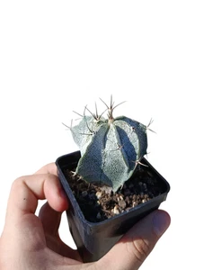 Astrophytum Myriostigma Onzuka x A. Ornatum Ø7cm Kakteen Cactus Kaktus Succulent - Foto 1 di 10