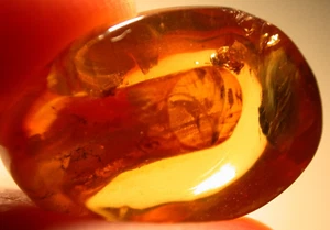 Beautiful Bee with Amber Tube in Dominican Amber Fossil Gemstone - Picture 1 of 17