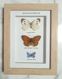 Framed Real British Butterflies In Wooden Frame /Taxidermy/Insect Art/Entomology - Picture 1 of 3