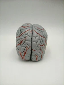 Denoyer Geppert 0826-66 HANDS-ON BUDGET BRAIN with Arteries Anatomical Model U91 - Picture 1 of 4