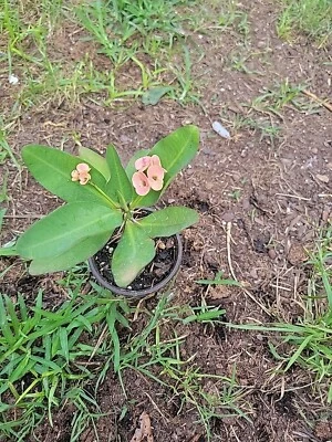 Thai Hybrid Crown of Thorns (Euphorbia milii) In 4” Pot 6 Inches Plant - Image 1 of 3