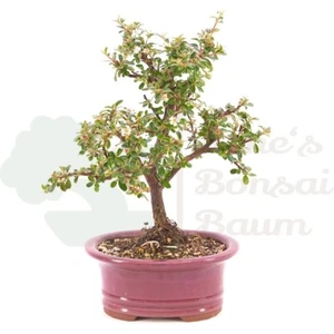 BONSAI Teppich-Zwergmispel 'Cotoneaster dammeri 'Skogholm' inkl. Schale. - Bild 1 von 6